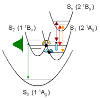 The internal conversion dynamics in carotinoids can be accessed by femtosecond time-resolved laser spectroscopy
