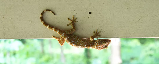 headergecko.jpg