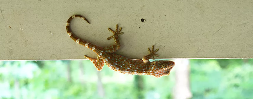 headergecko.jpg