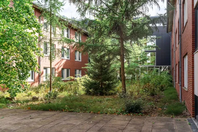 College 3 Front Yard Trees